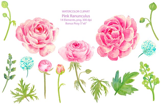 粉红花卉婚礼插画 Wedding Clipart Pink Ranunculus