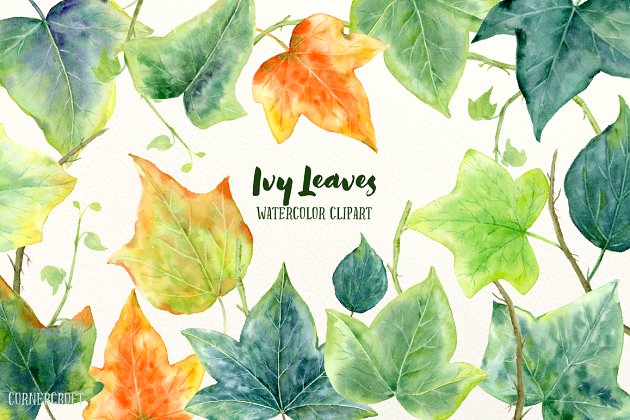 水彩常青藤叶插图 Watercolor Ivy Leaf Illustration