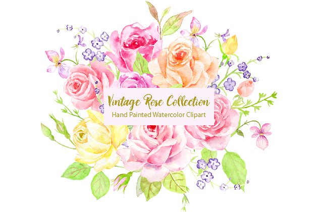 经典水彩玫瑰插画 Watercolor Classic Vintage Rose