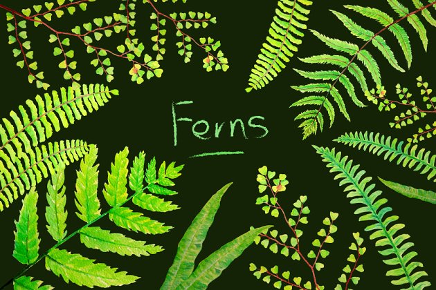 水彩绿植插画素材 Watercolor Clipart Fern Leaves