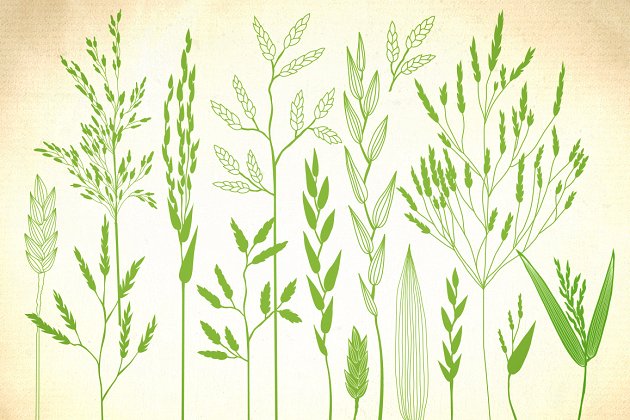 麦穗矢量插画 Wild herbs, bentgrass, wheat