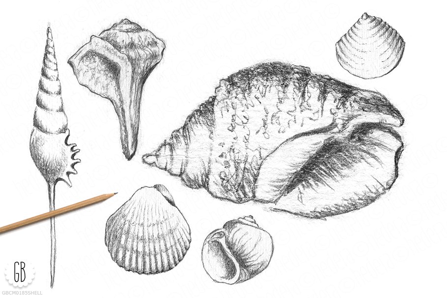 vip素材 平面图形 插画 海洋贝壳素描素材 shells, handdrawn pencil