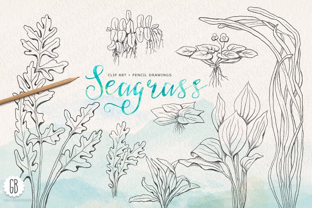 海草铅笔素描剪贴画 Seagrasses pencil drawings clip art