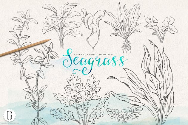 经典海草插画 Vintage inspired seagrasses original