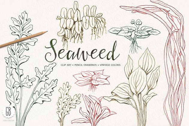 经典手绘海藻插画下载 Seaweeds, hand drawn, vintage