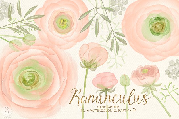 水彩花卉素材 Watercolor ranunculus, blush pink