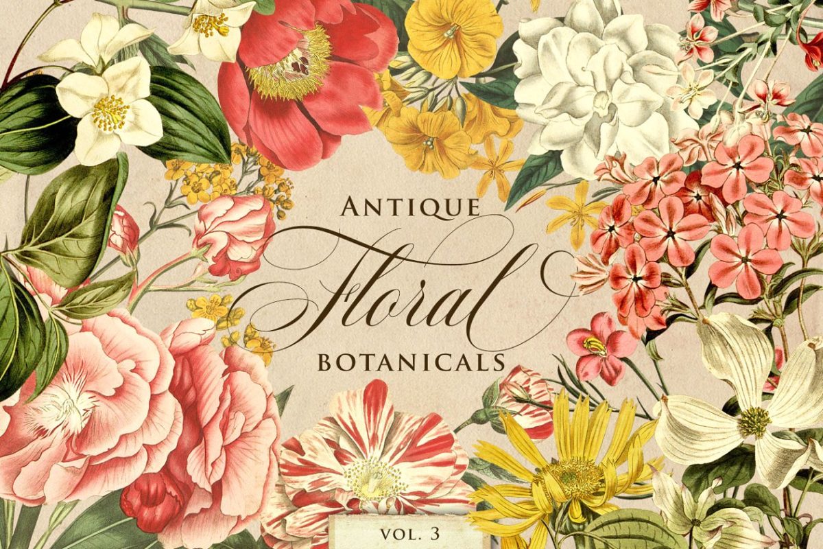 仿古植物花卉插画3 Antique Floral Botanical Graphics 3