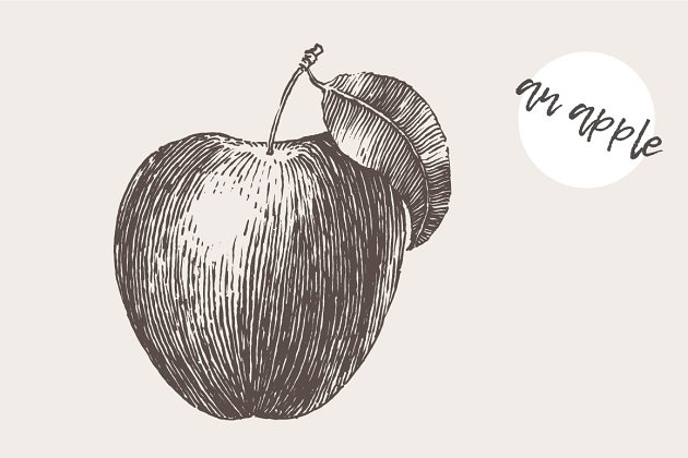 苹果素描插图 Illustration of an apple