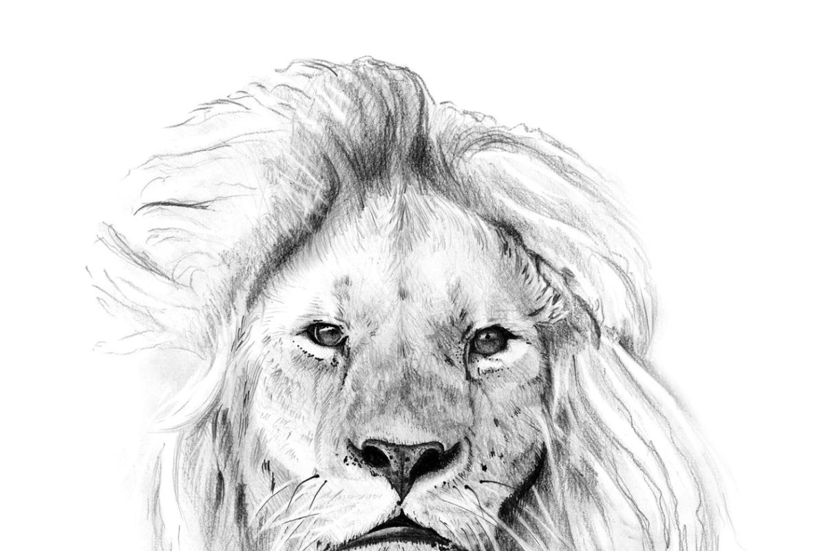 狮子素描插画 Portrait of lion drawn by hand