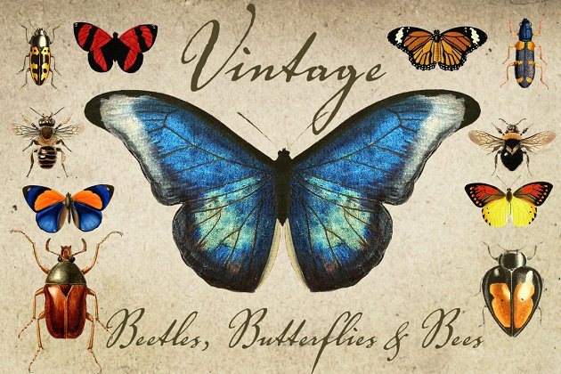 经典的昆虫素材插图 Vintage Beetles, Butterflies & Bees