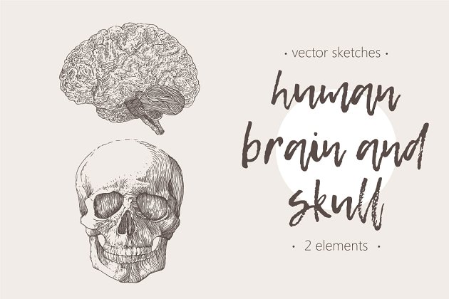 人脑与颅骨素描素材 Human brain and skull