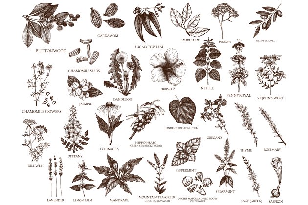 矢量种子植物素描插画 Vector Plants, Herbs, Seeds Set