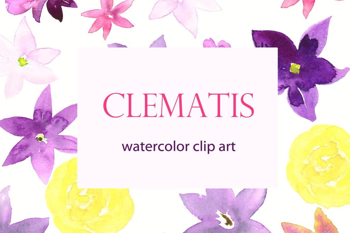 水彩花卉素材 Clematis Purple. Watercolor clipart