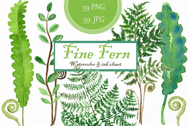 精蕨类植物水彩植物插画 Fine ferns. watercolor clipart