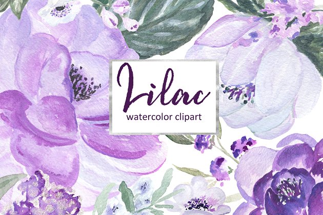 淡紫色水彩剪贴画 Lilac Soft purple watercolor clipart