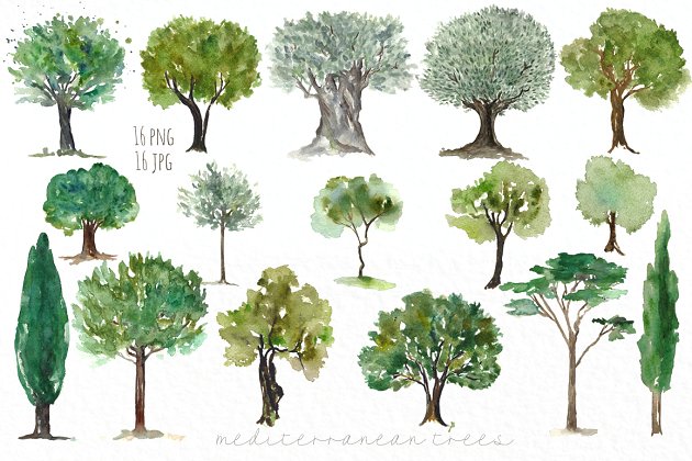 橄榄树植物素材剪贴画 Trees  olives mediterranean clip art