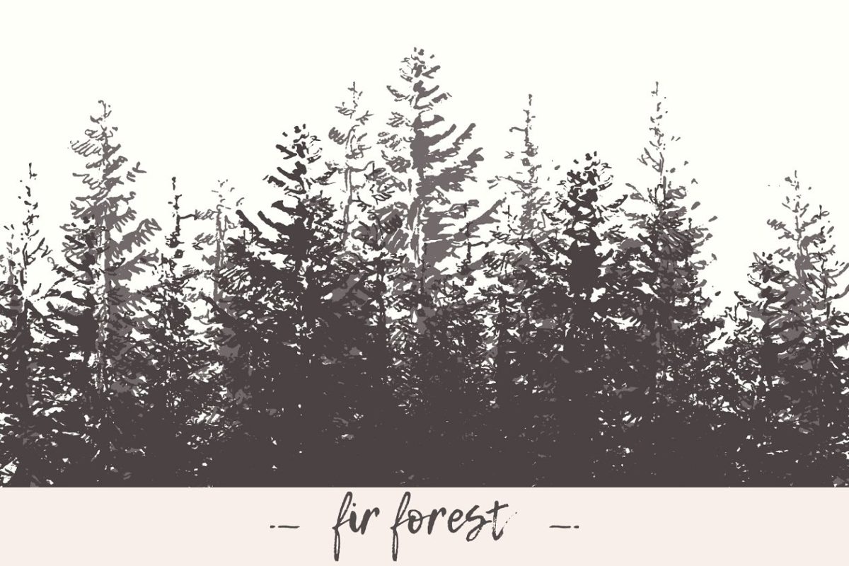 冷杉林的素描背景插画 Fir forest background