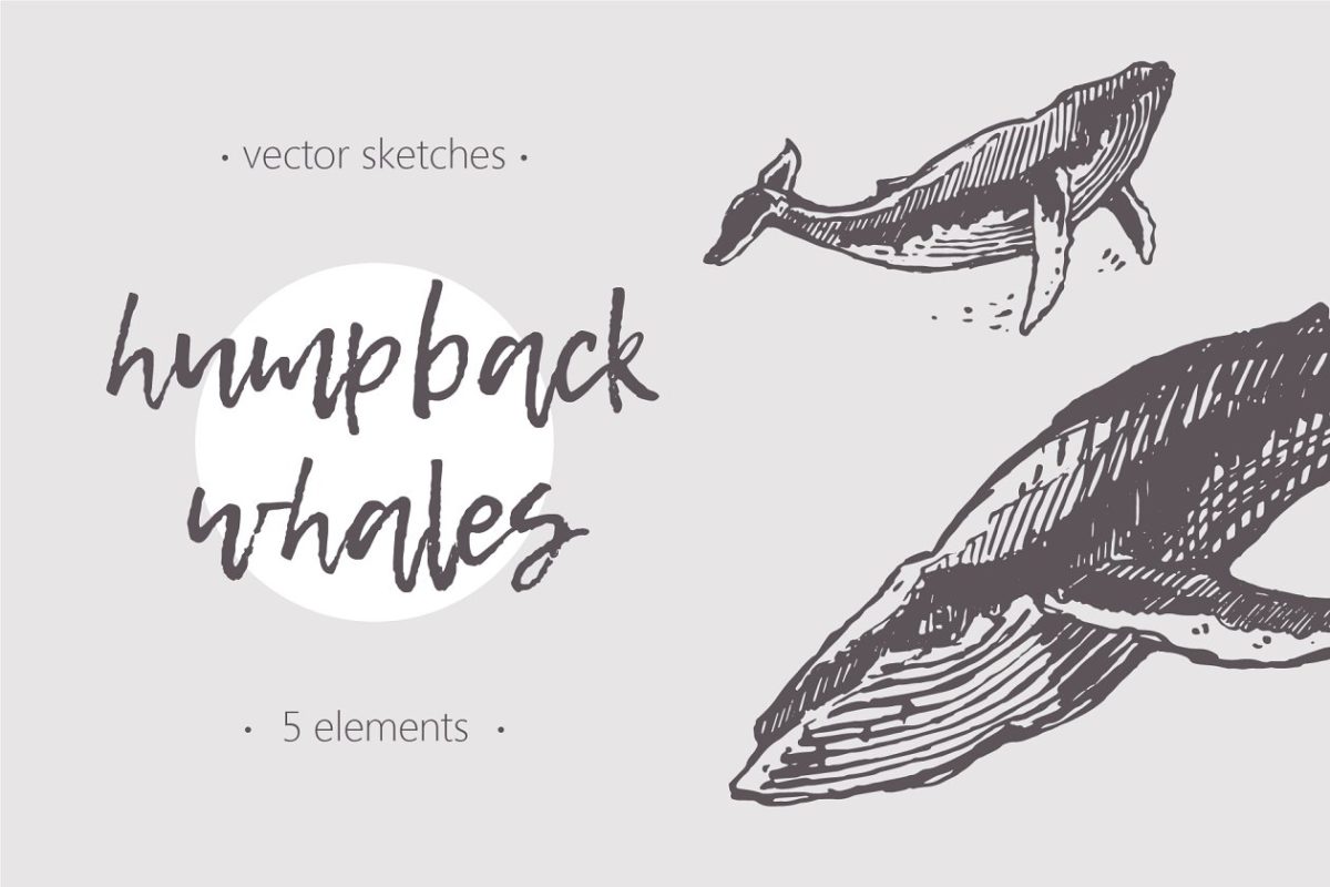 鲸鱼的素描插画 Sketches of humpback whales