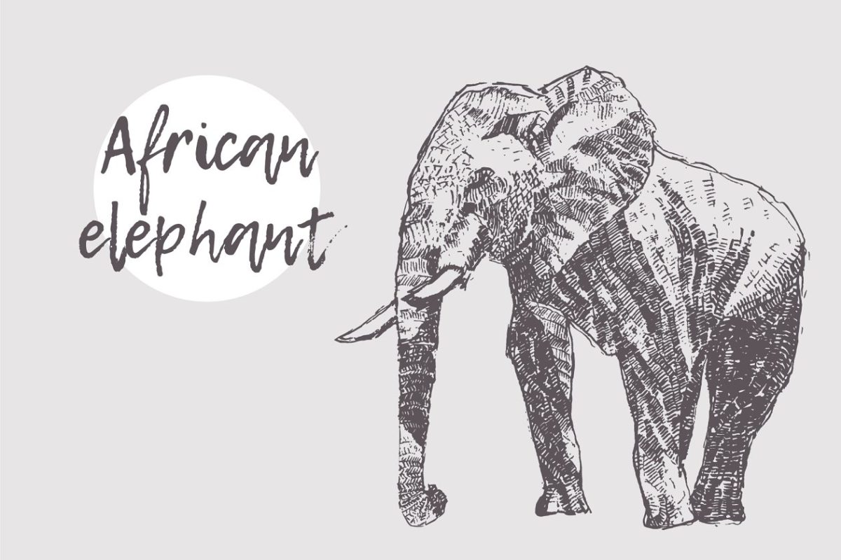 大象素描插画 Elephant illustration