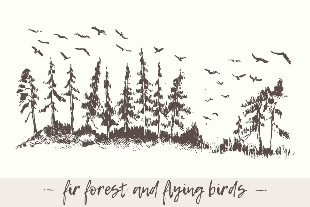 森林树木与鸟的素描素材 Landscape with fir forest and birds