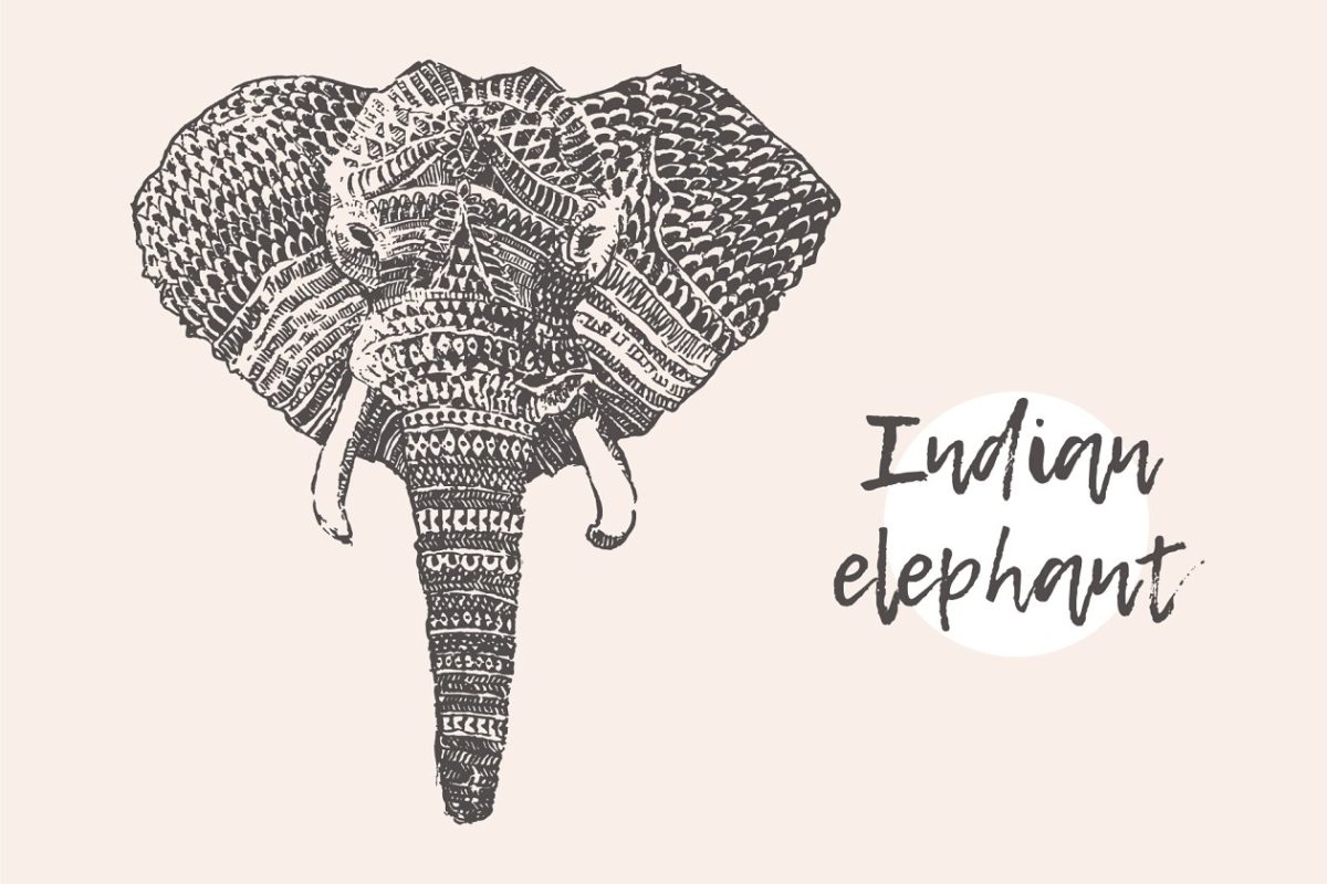 大象素描插画 Indian elephant