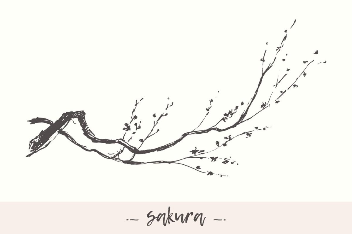 樱花素描素材 Cherry blossom