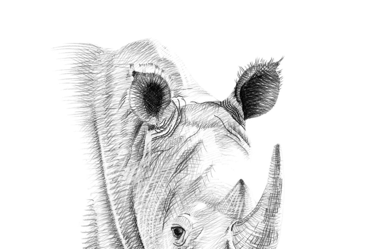手工绘制的犀牛画像 Portrait of rhino drawn by hand