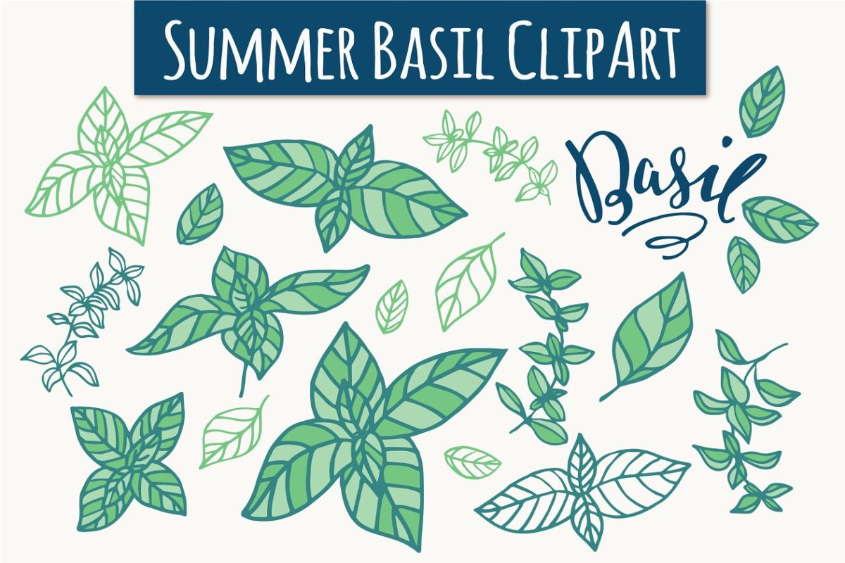 夏天罗勒属植物手绘矢量剪贴画 Summer Basil ClipArt & Vectors
