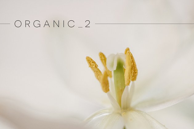 花蕾图片 Organic 2