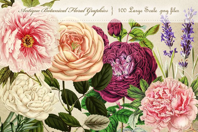 复古植物花卉剪贴画 Antique Botanical Floral Graphics