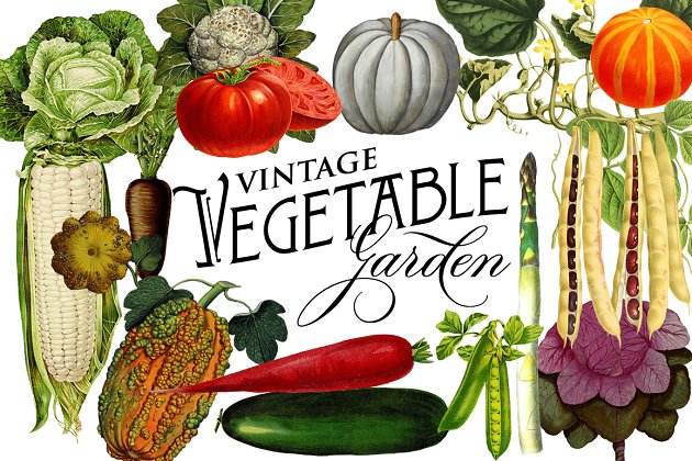 经典的蔬菜插画 Vintage Vegetable Botanical Graphics
