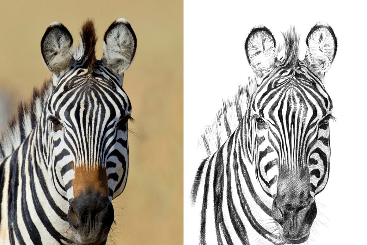 手绘斑马插画 Zebra portrait drawn pencil