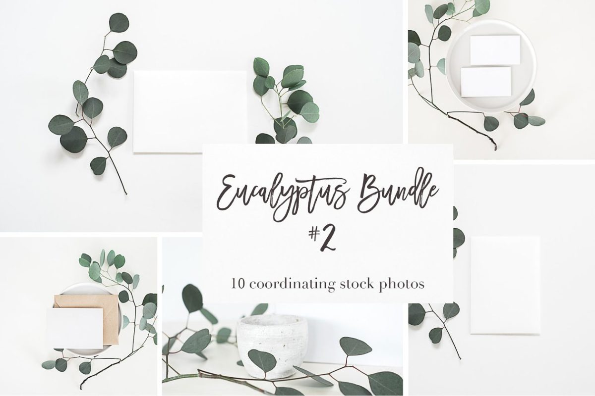 库存照片logo样机 Stock Photos | Eucalyptus Bundle #2