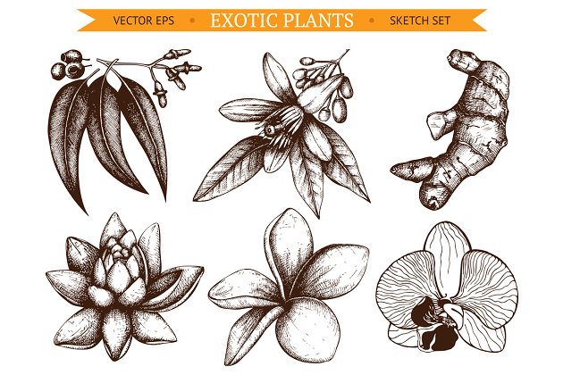 素描的奇花异草插画 6 Vector Exotic Flowers