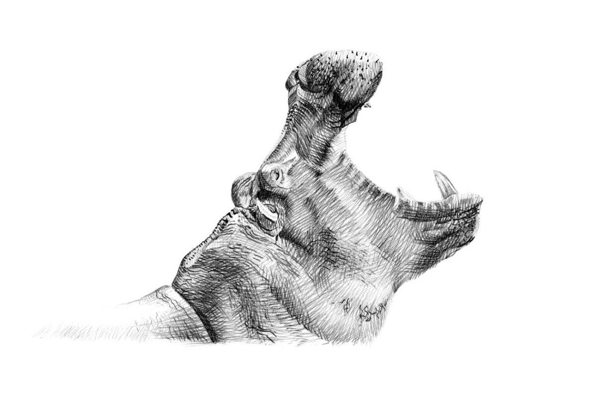 手绘河马肖像 Portrait of hippo drawn by hand