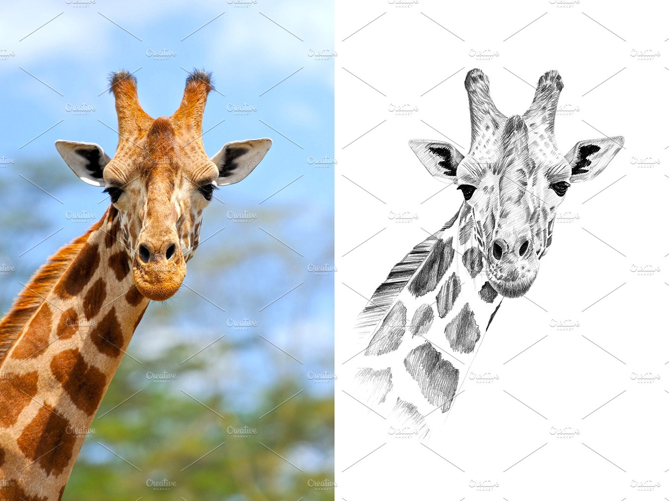 长颈鹿插画giraffeportraitdrawnpencil