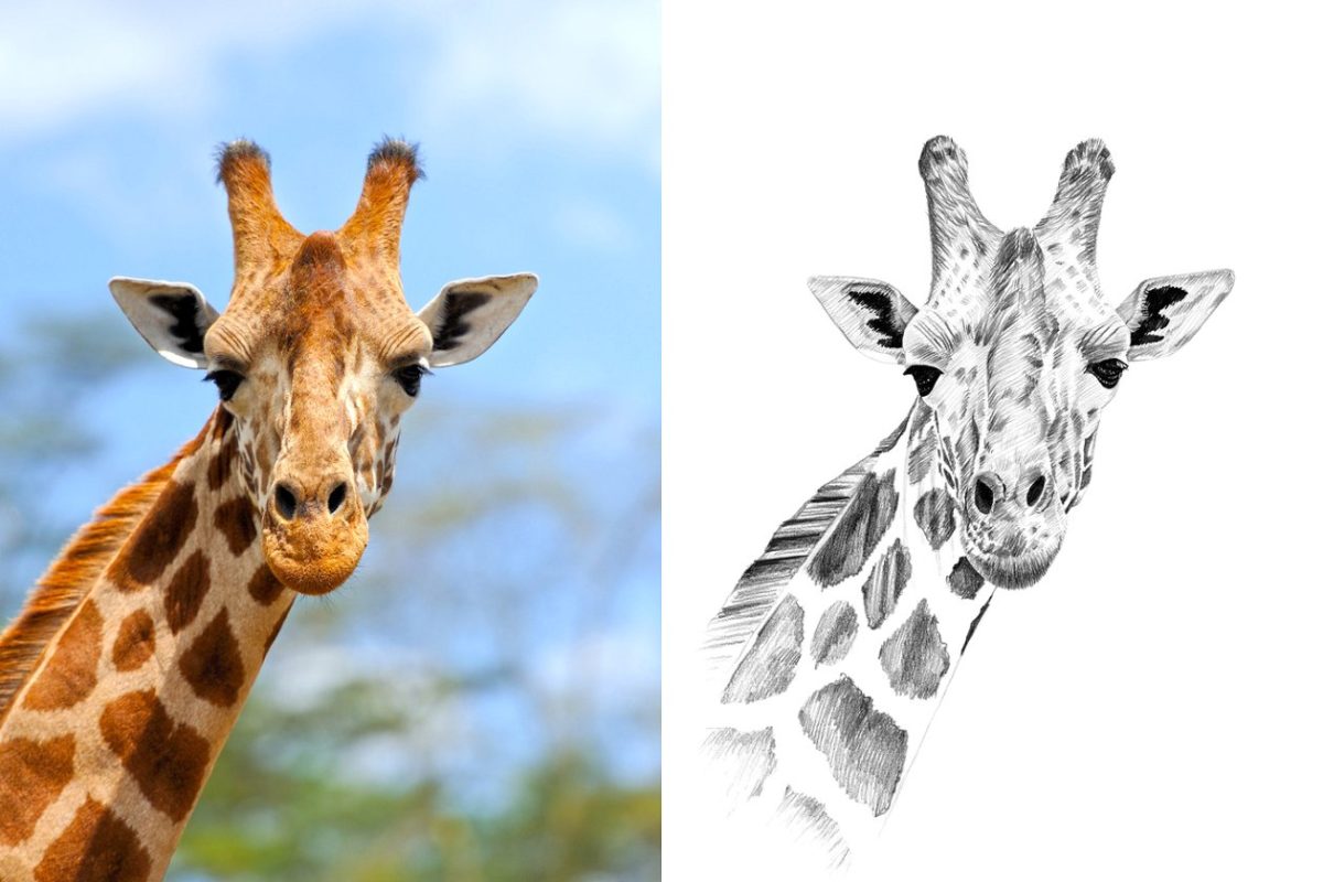 长颈鹿插画 Giraffe portrait drawn pencil