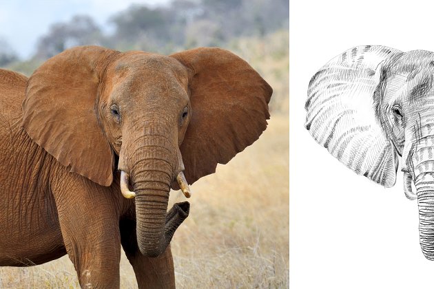 大象素描插画 Elephant portrait drawn pencil