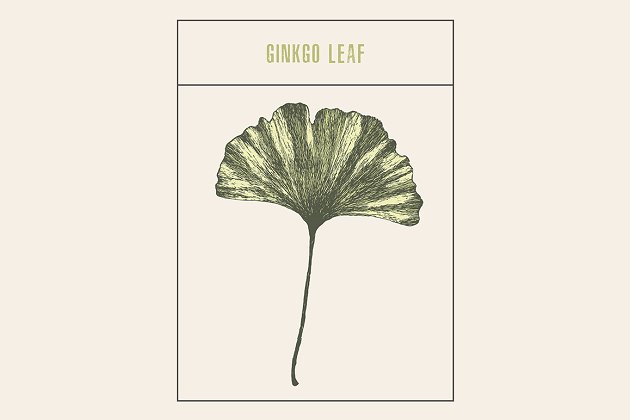 复古银杏插画 Ginkgo leaf