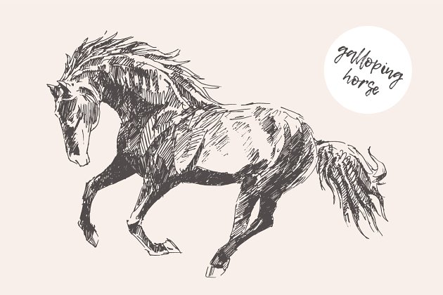 一匹疾驰的马的素描 Sketch of a galloping horse