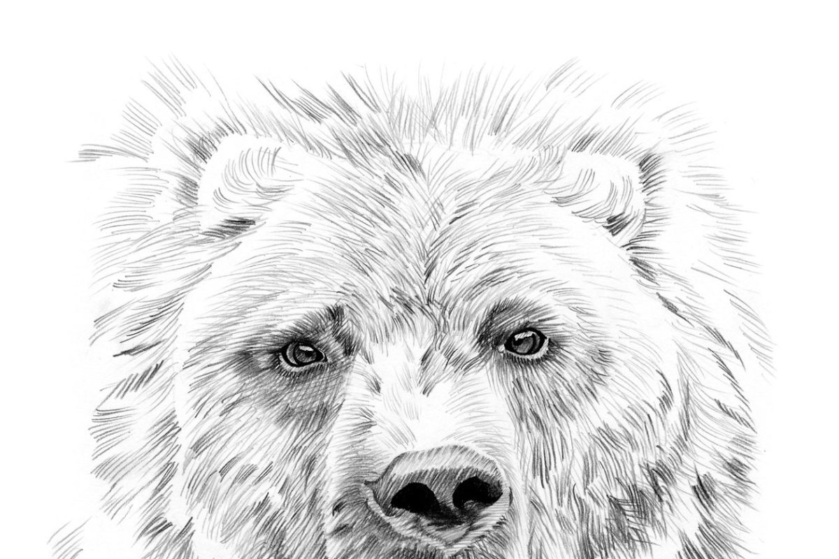 素描手绘素材插画 Portrait of bear drawn by hand
