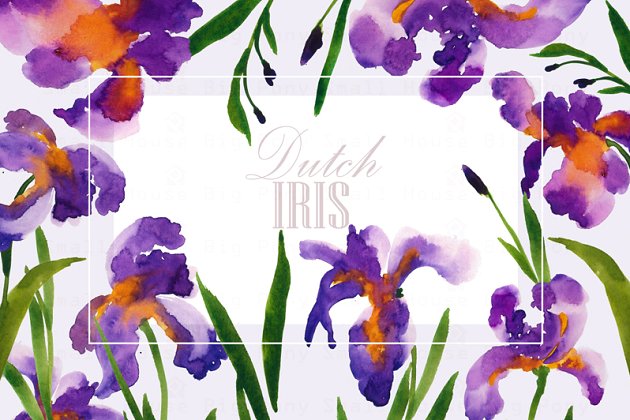 水彩荷兰鸢尾剪贴画 Dutch Iris-Watercolor Clip Art