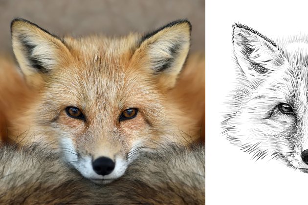 狐狸素描插画 Fox portrait drawn pencil