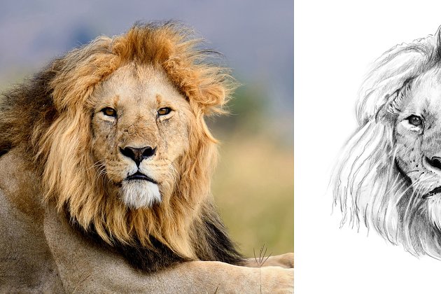 狮子插画图形素材 Lion portrait drawn pencil