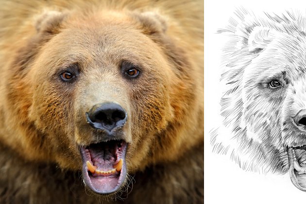 熊素描插画 Bear portrait drawn pencil