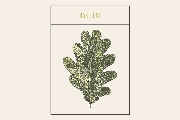 橡树叶插画插图 Oak leaf
