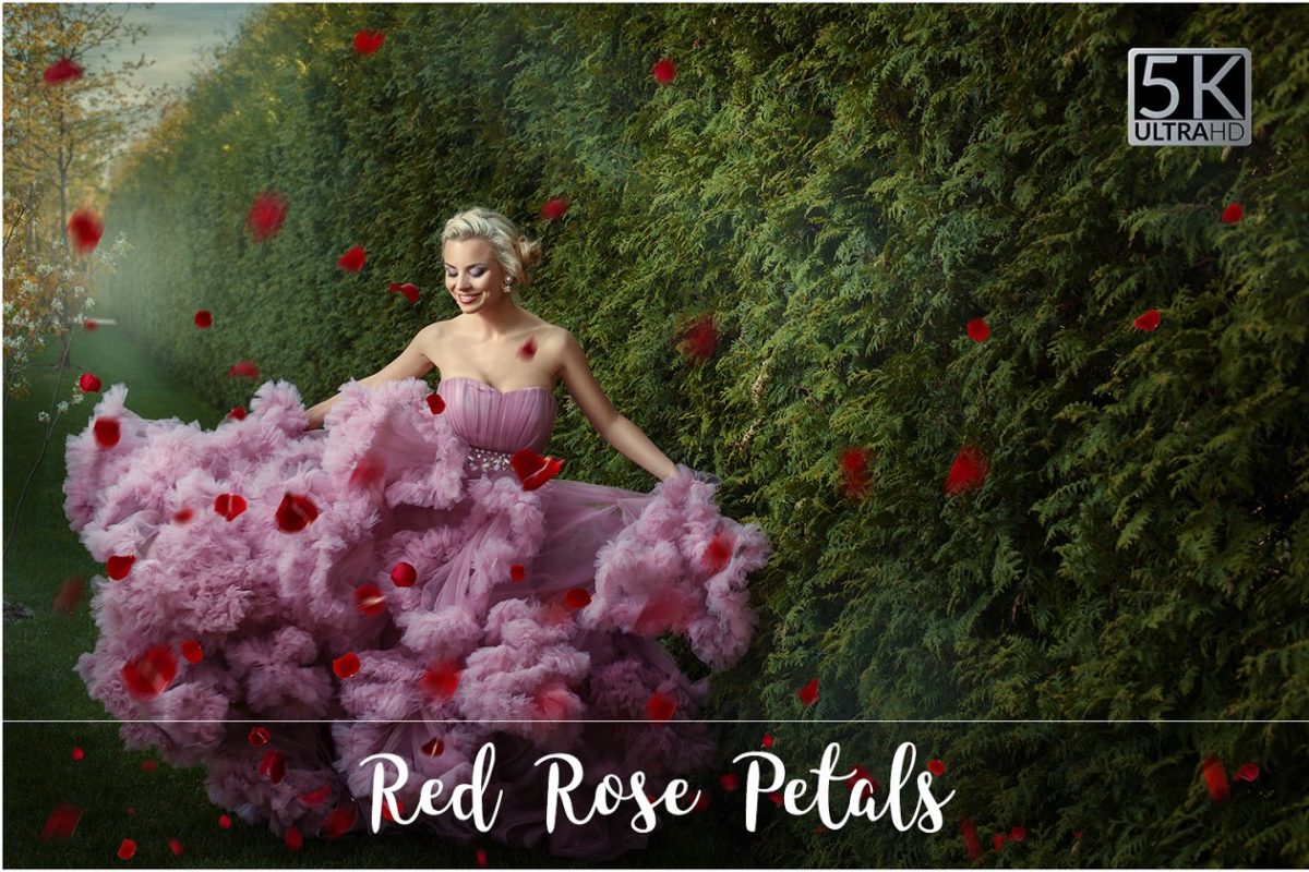 5K红色玫瑰花瓣叠层 5K Red Rose Petals Overlays