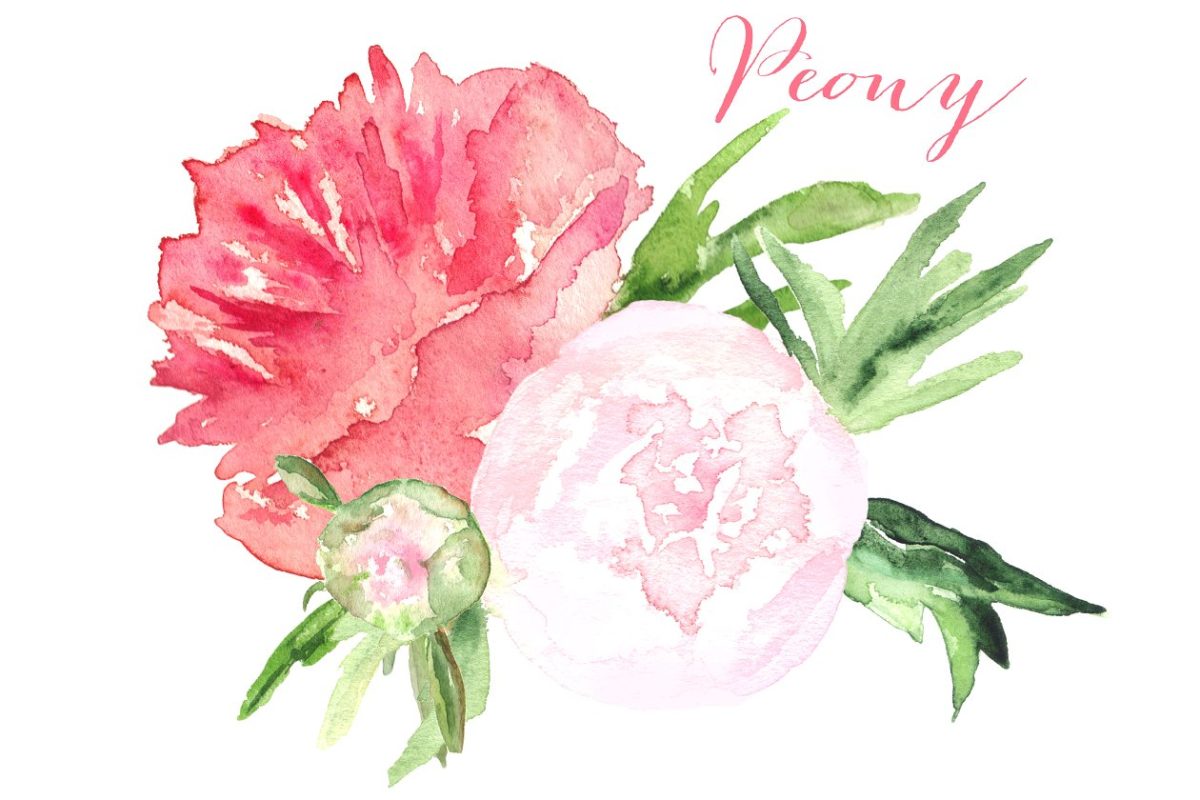 牡丹粉红色水彩图形 Peony pink watercolor clipart