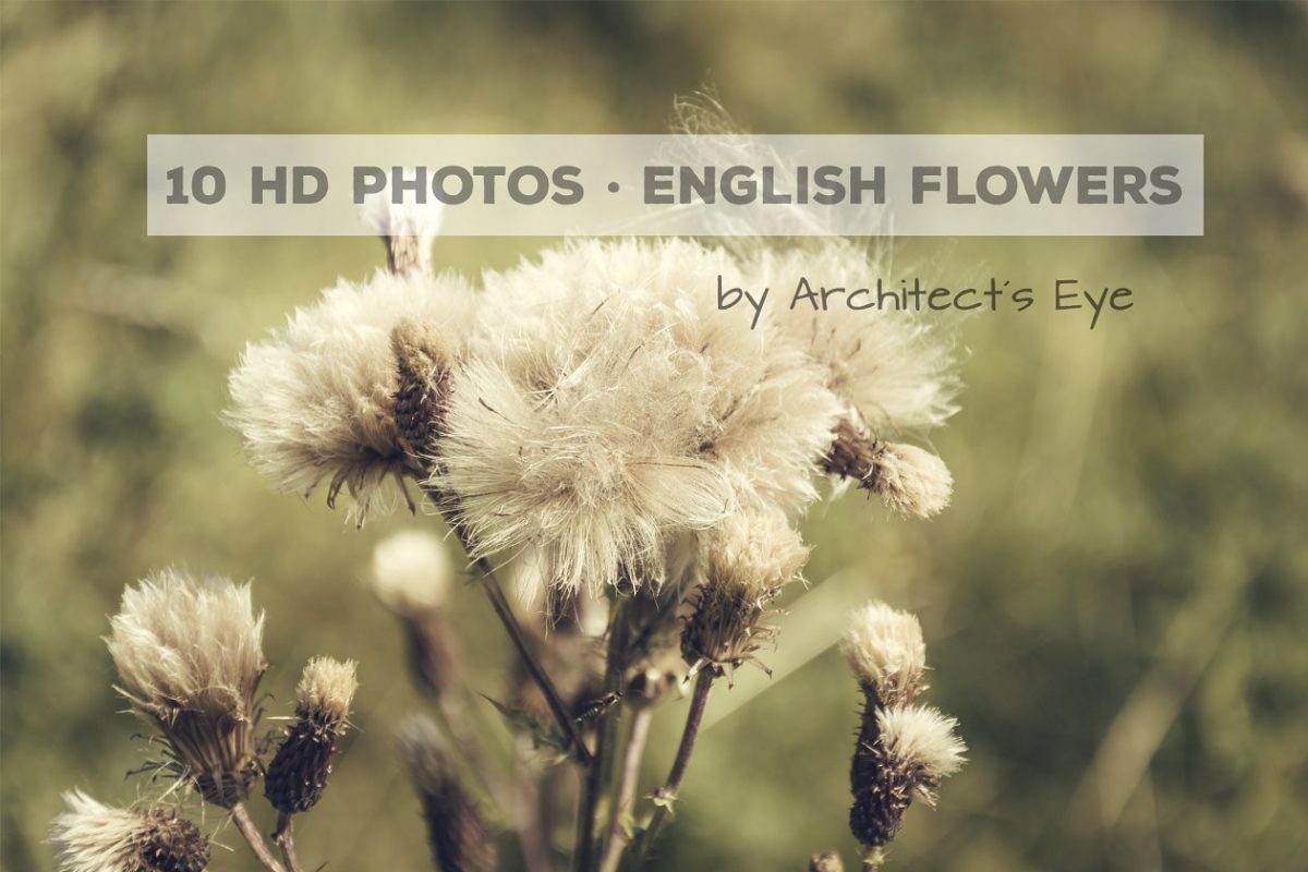 10种英国花卉图片 10 English Flowers