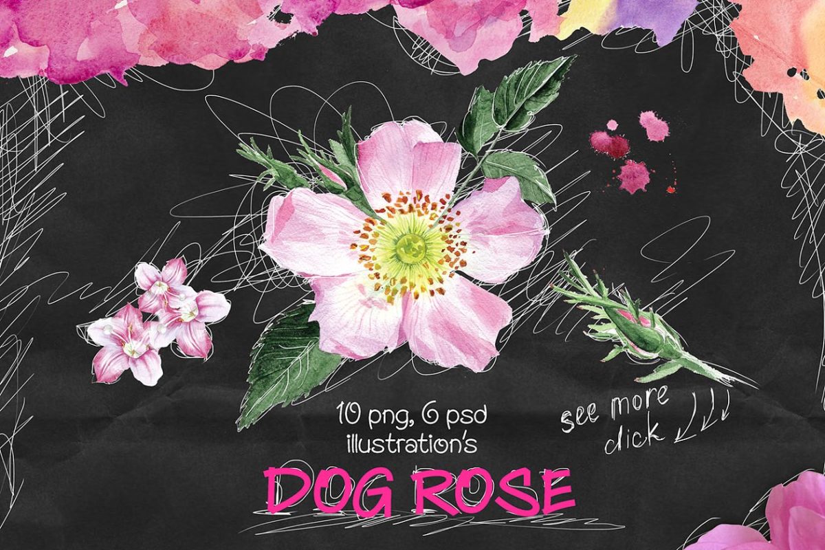 高雅水彩插画 Dog-rose
